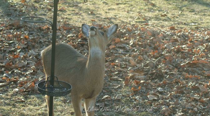 On a Warm February Evening