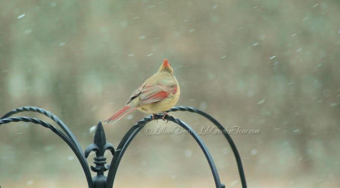 Wordless Wednesday ~ Snow Bird